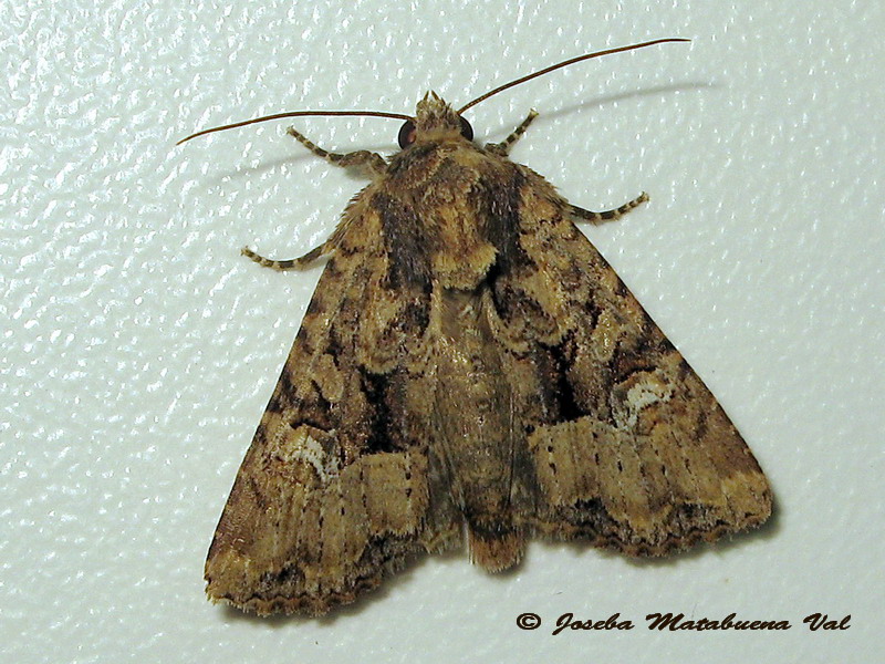 Mesapamea secalis, Noctuidae? Mesapamea sp.